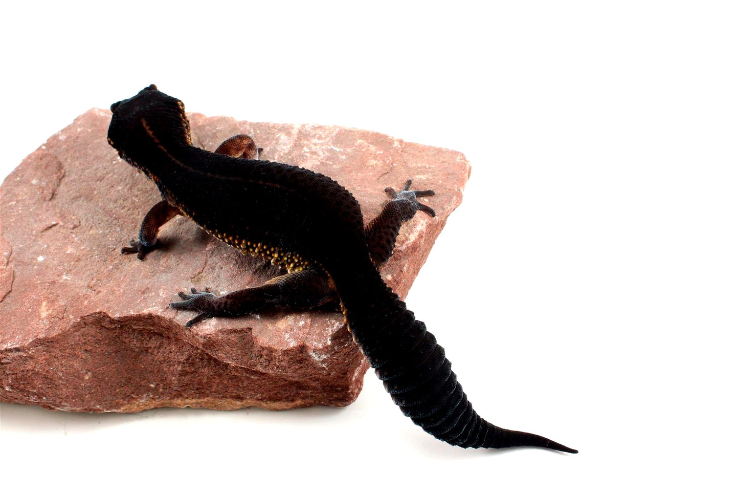 Black Night Leopard Gecko