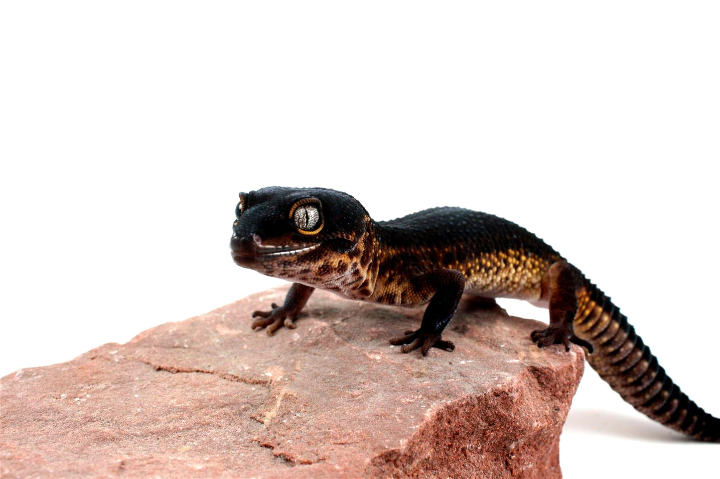 Black Night Leopard Gecko