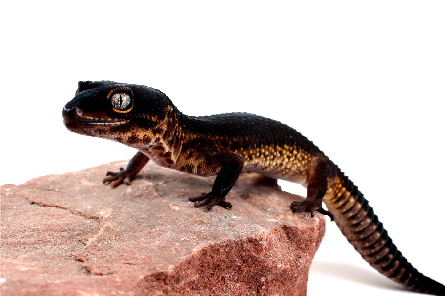 Black Night Leopard Gecko