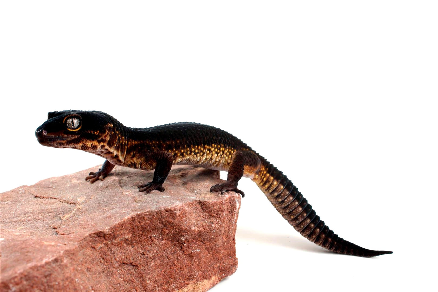 Black Night Leopard Gecko