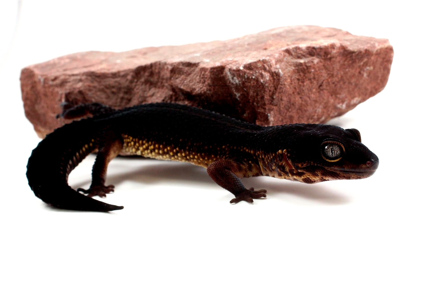 Black Night Leopard Gecko