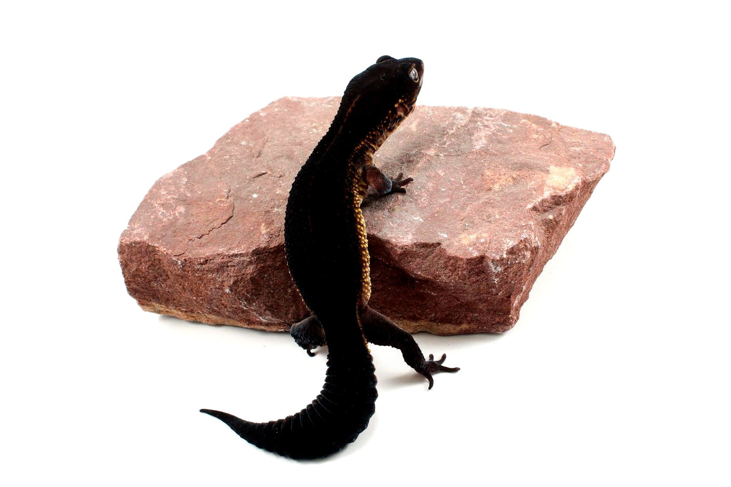Black Night Leopard Gecko