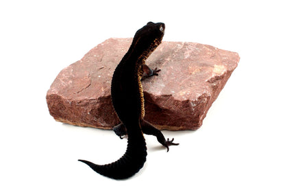 Black Night Leopard Gecko