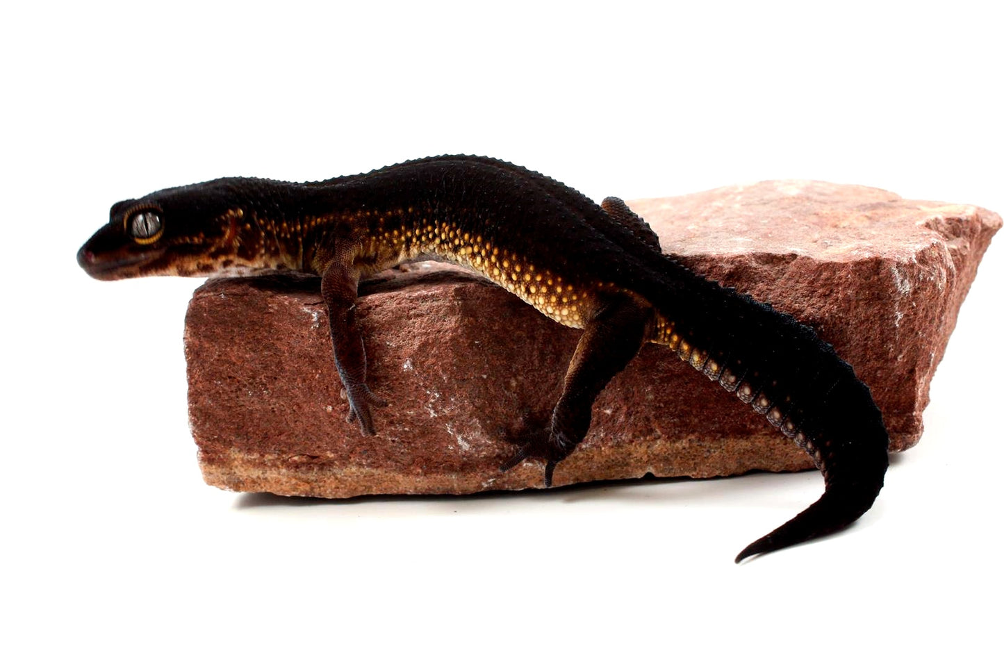 Black Night Leopard Gecko