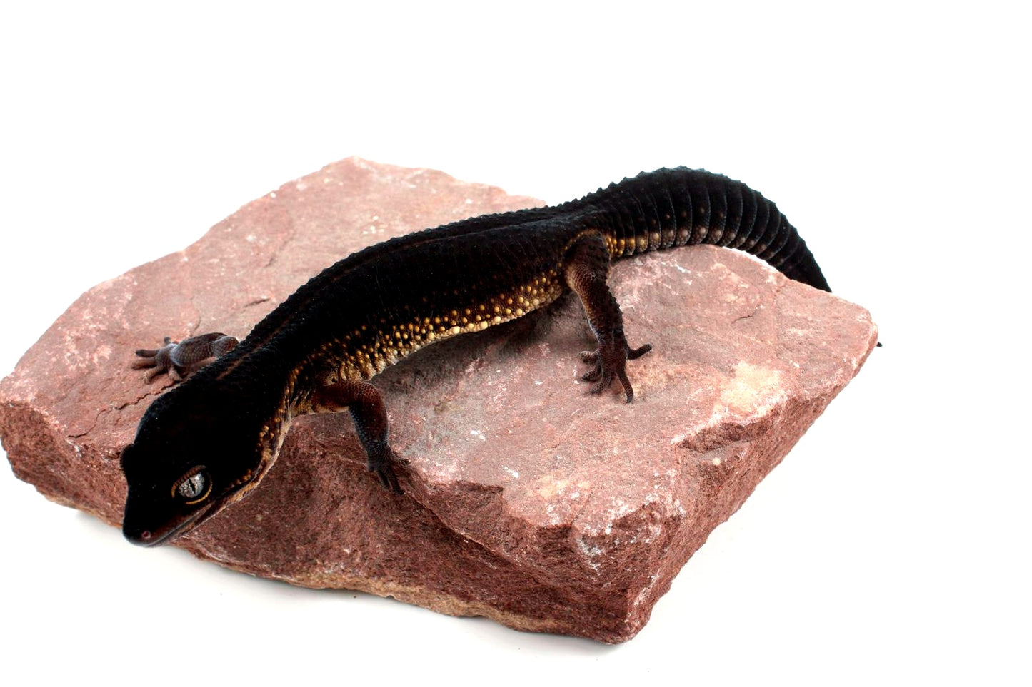Black Night Leopard Gecko