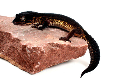 Black Night Leopard Gecko