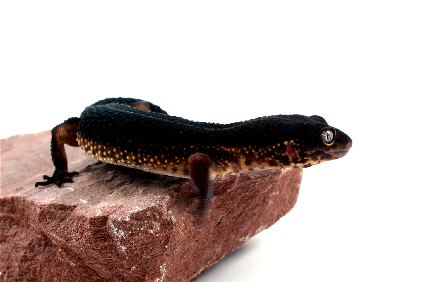 Black Night Leopard Gecko