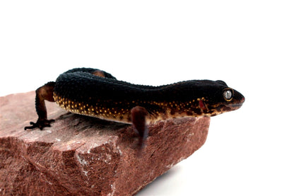 Black Night Leopard Gecko