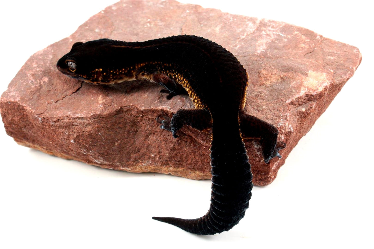 Black Night Leopard Gecko