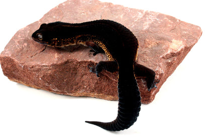 Black Night Leopard Gecko