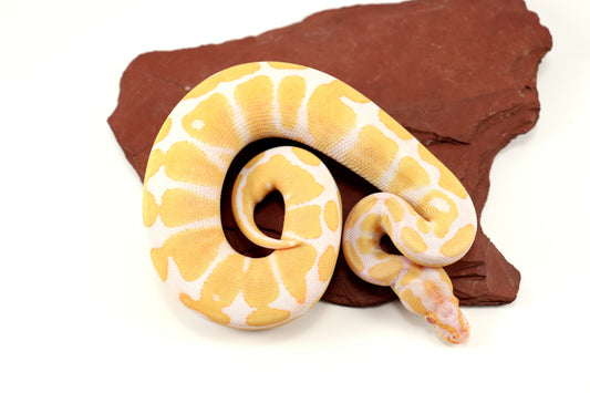 Albino Het Pied Ball Python