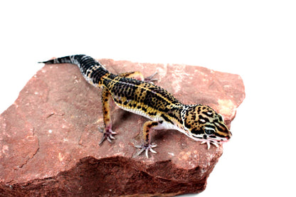 High Pattern Black Night Leopard Gecko