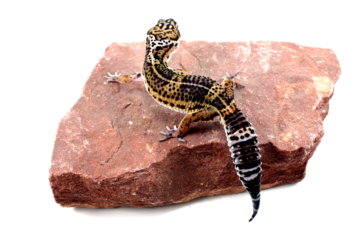 High Pattern Black Night Leopard Gecko