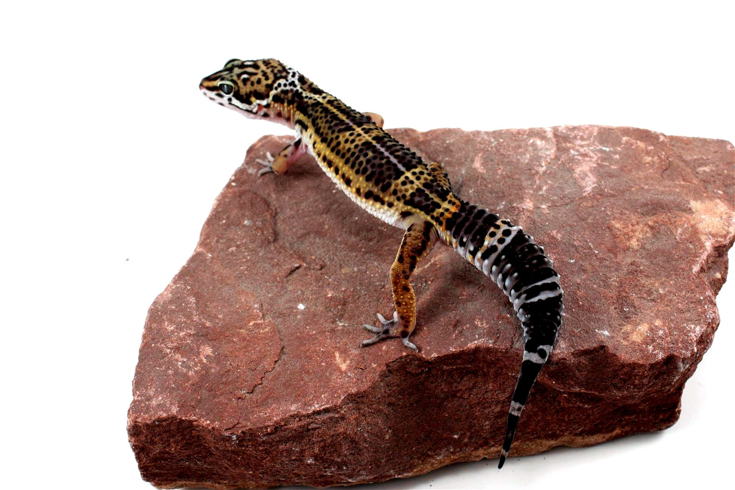 High Pattern Black Night Leopard Gecko