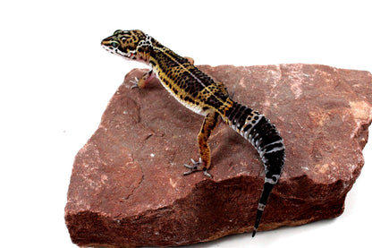 High Pattern Black Night Leopard Gecko