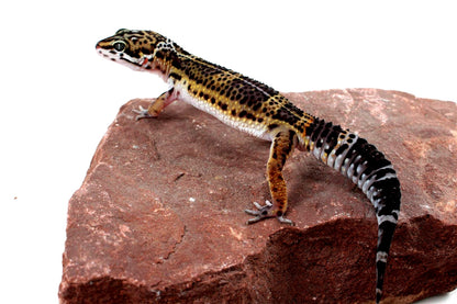 High Pattern Black Night Leopard Gecko
