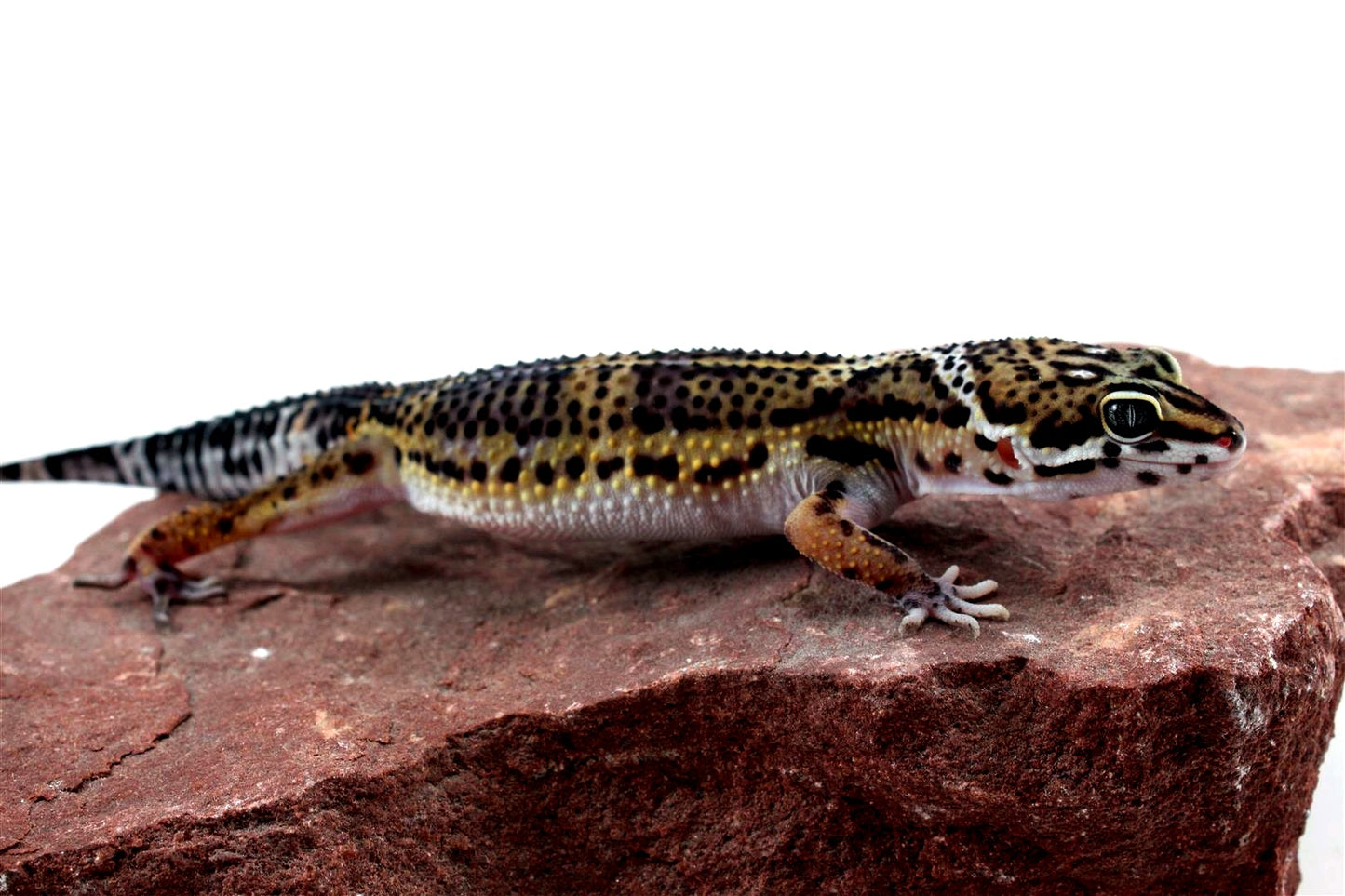 High Pattern Black Night Leopard Gecko