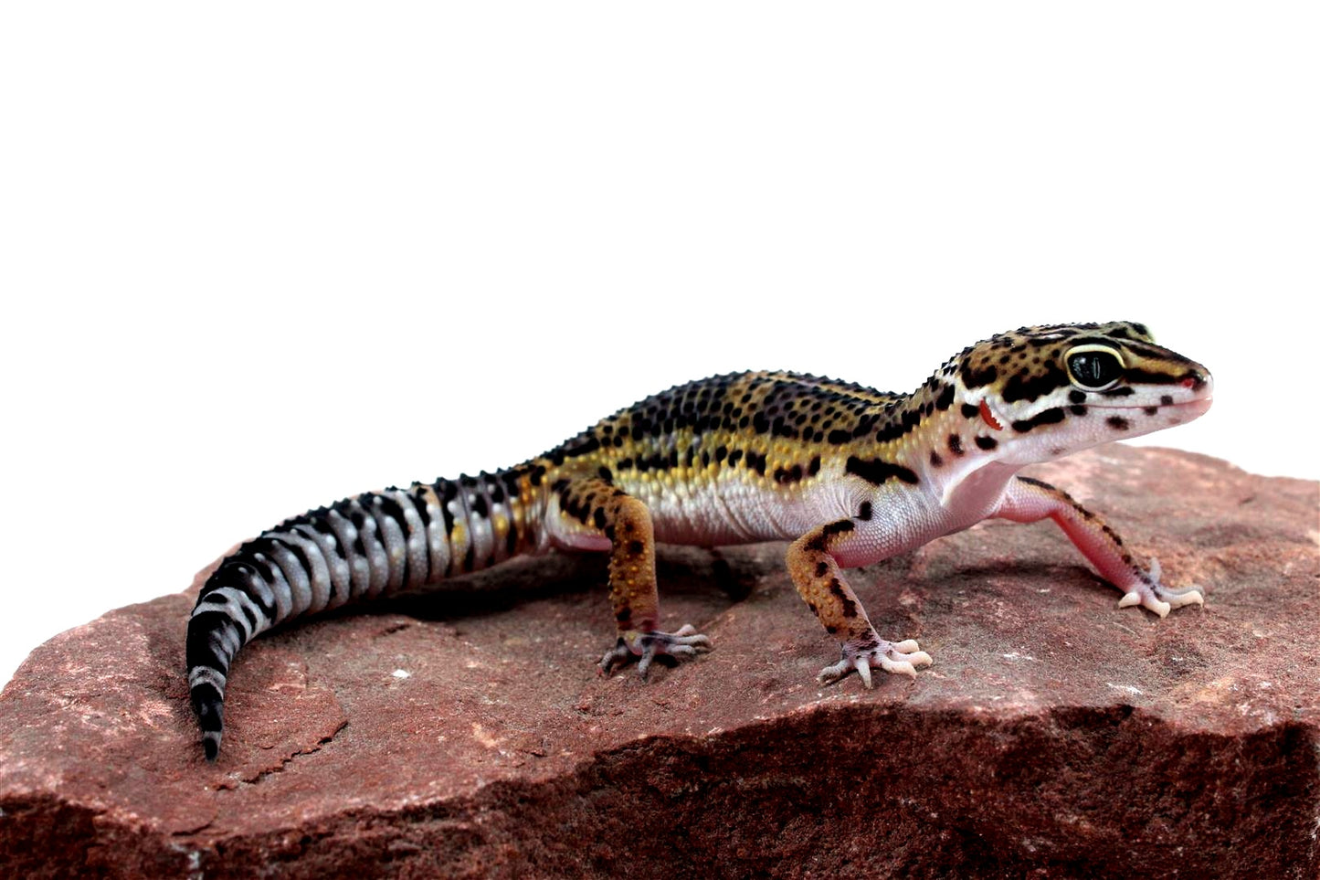 High Pattern Black Night Leopard Gecko