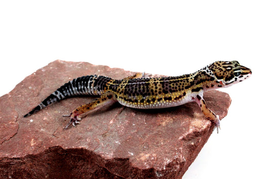 High Pattern Black Night Leopard Gecko