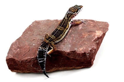 High Pattern Black Night Leopard Gecko