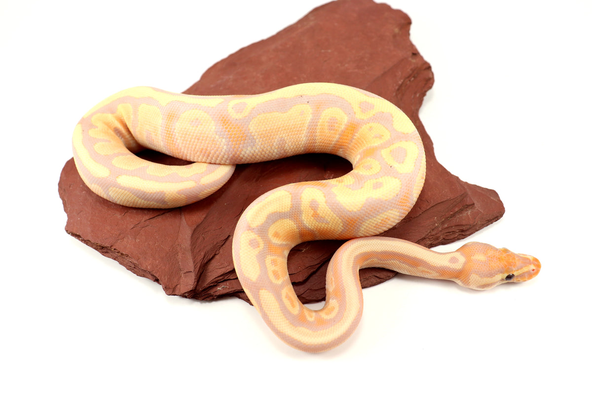Pastel Banana Ball Python