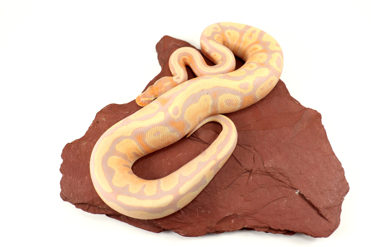 Pastel Banana Ball Python
