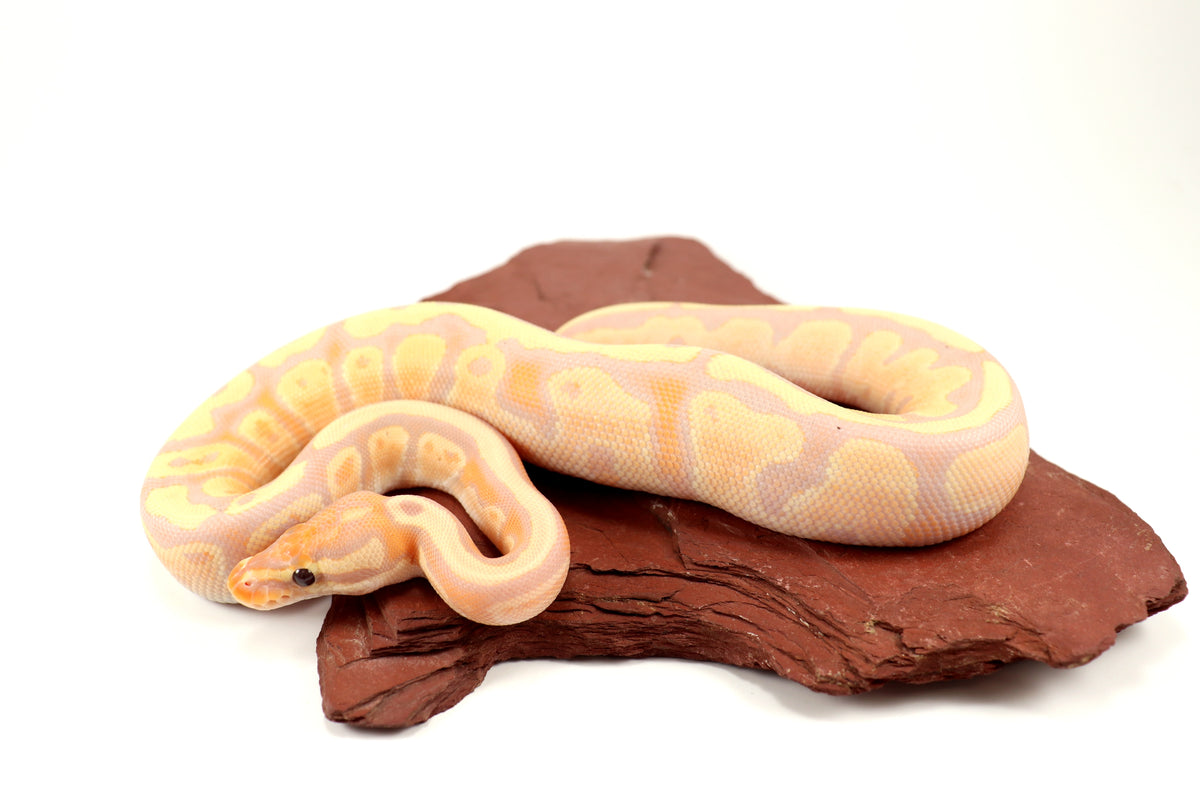 Pastel Banana Ball Python