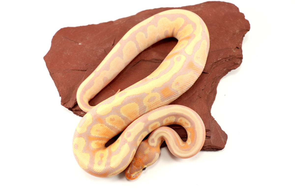 Pastel Banana Ball Python