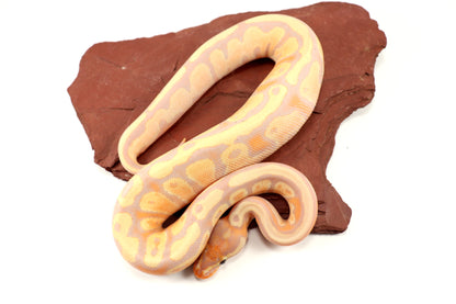 Pastel Banana Ball Python