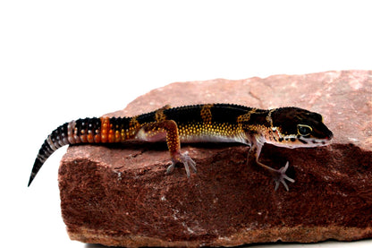 Medium Grade Black Night Leopard Gecko