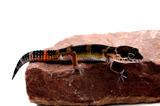 Medium Grade Black Night Leopard Gecko