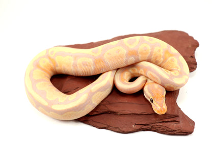 Pastel Banana Ball Python