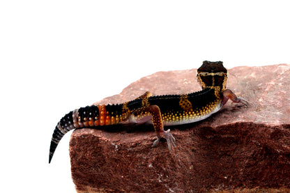 Medium Grade Black Night Leopard Gecko