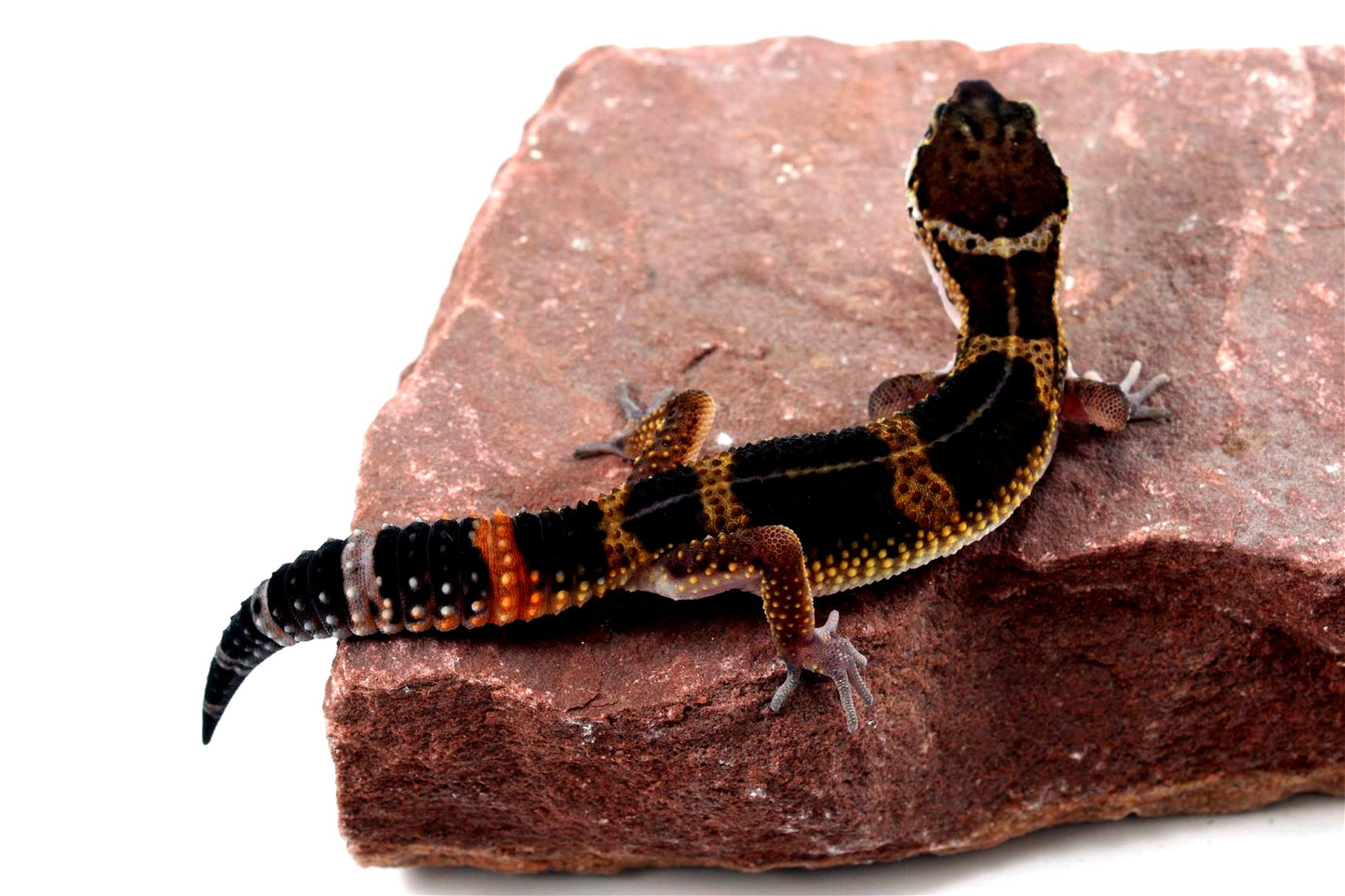 Medium Grade Black Night Leopard Gecko