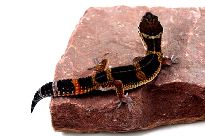 Medium Grade Black Night Leopard Gecko