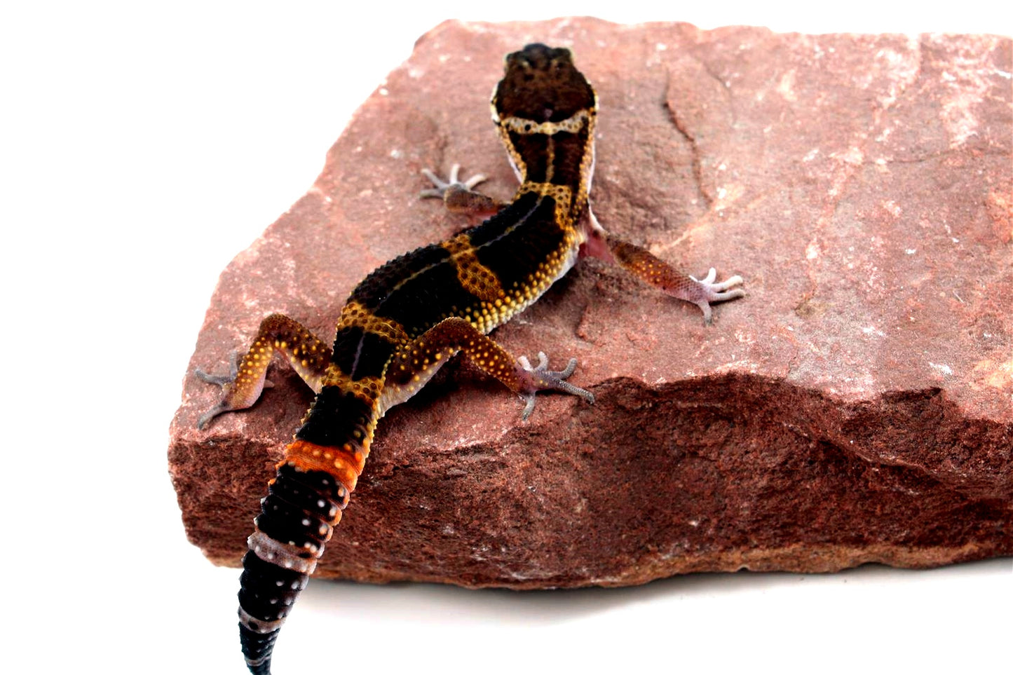 Medium Grade Black Night Leopard Gecko