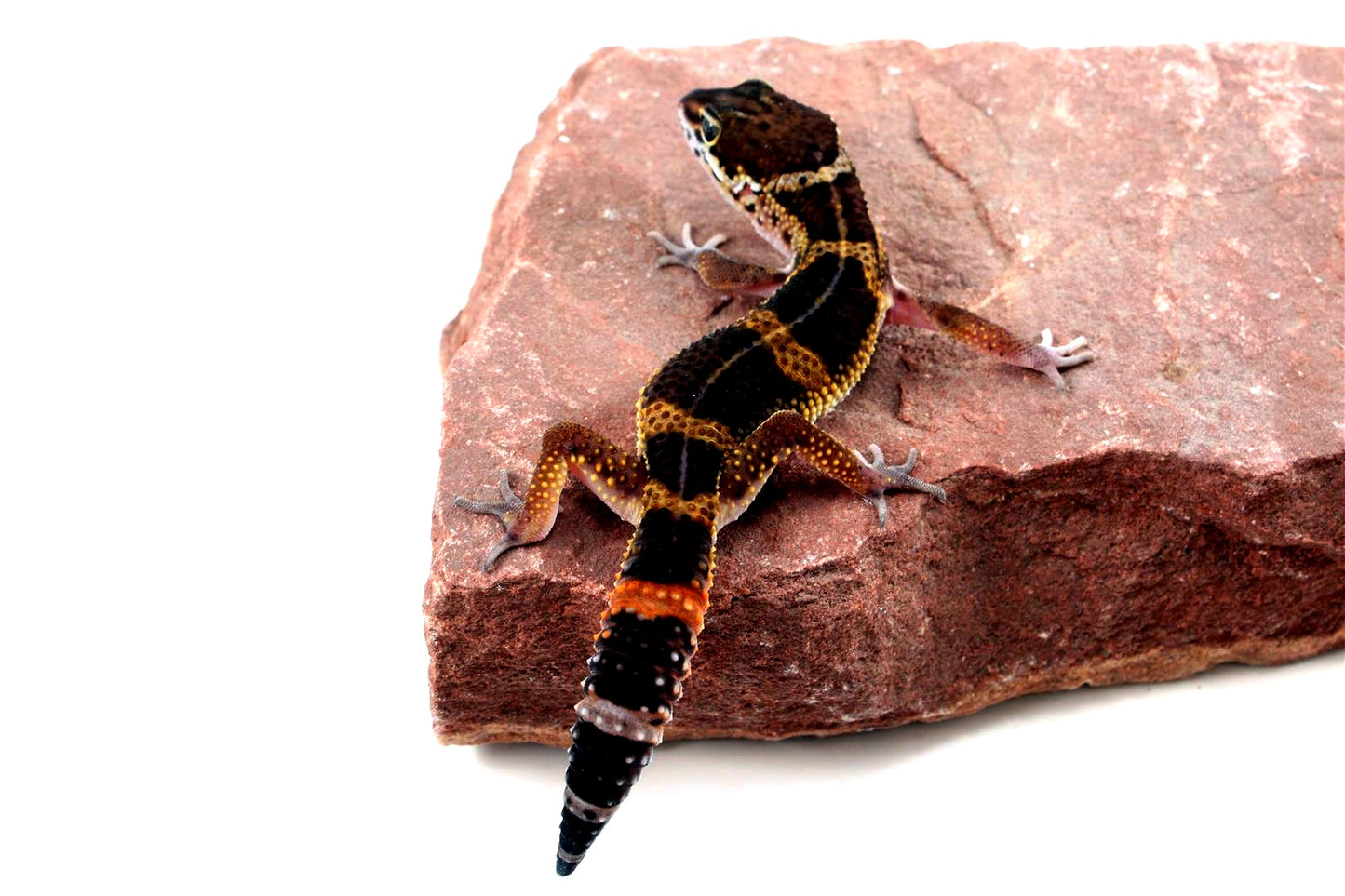 Medium Grade Black Night Leopard Gecko