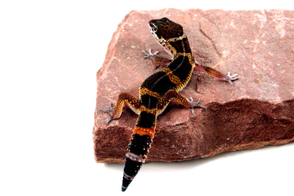 Medium Grade Black Night Leopard Gecko