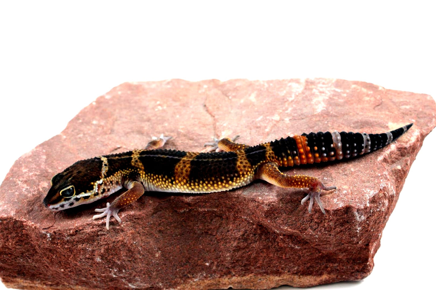 Medium Grade Black Night Leopard Gecko