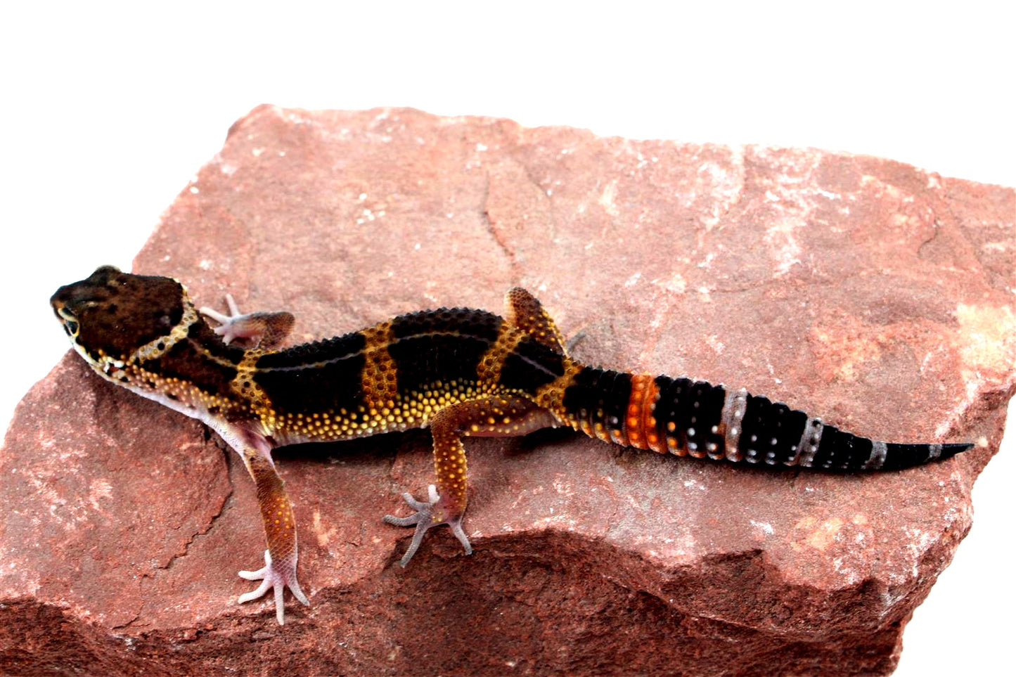 Medium Grade Black Night Leopard Gecko