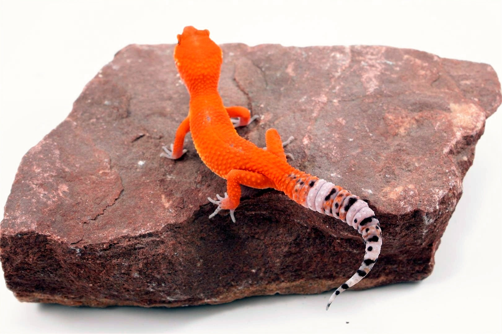 Tangerine Blood Mix Leopard Gecko All Reptiles