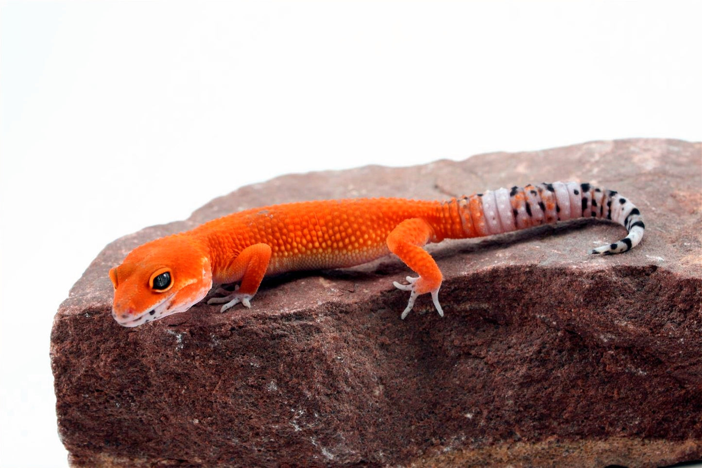 Tangerine Blood Mix Leopard Gecko All Reptiles