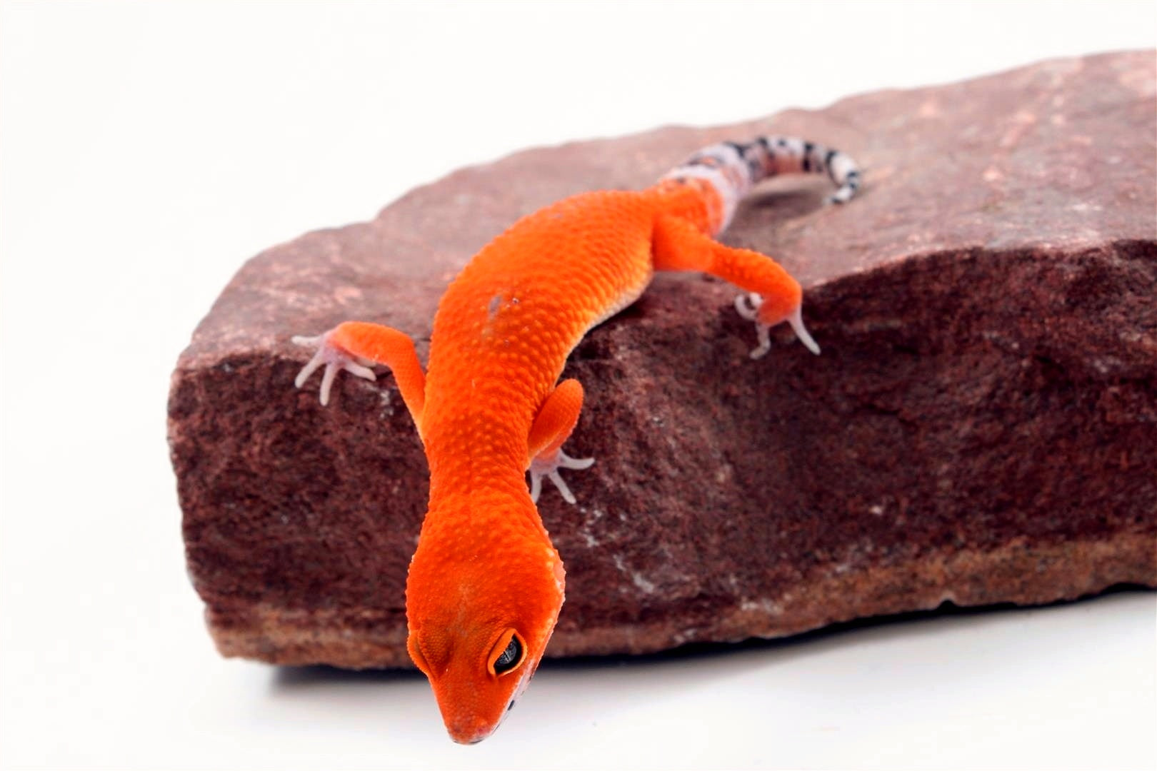Tangerine Blood Mix Leopard Gecko All Reptiles