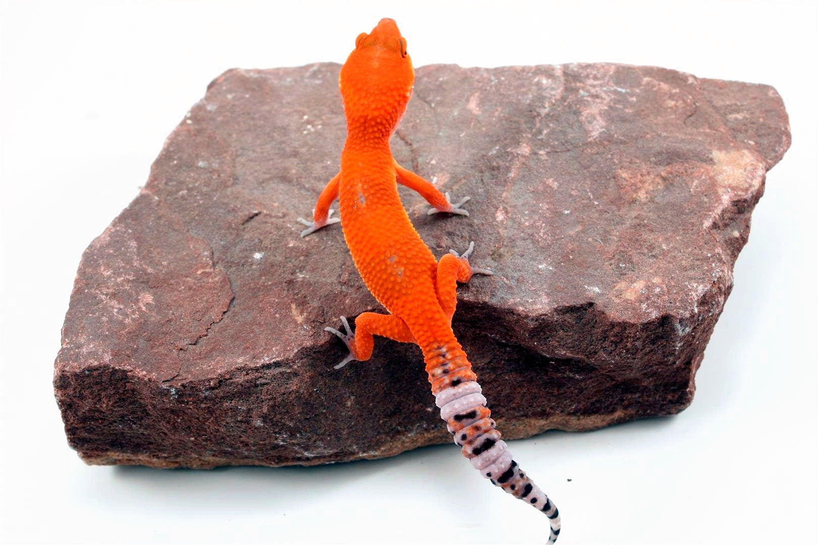 Tangerine Blood Mix Leopard Gecko All Reptiles