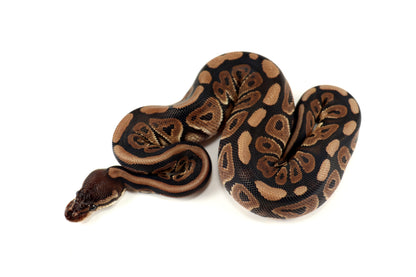 Cinnamon Phantom h. Desert Ghost Ball Python
