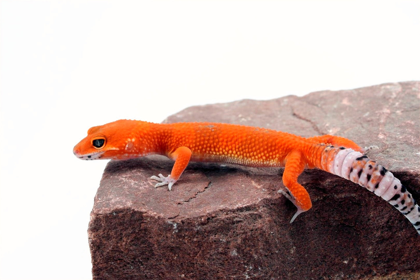 Tangerine Blood Mix Leopard Gecko All Reptiles