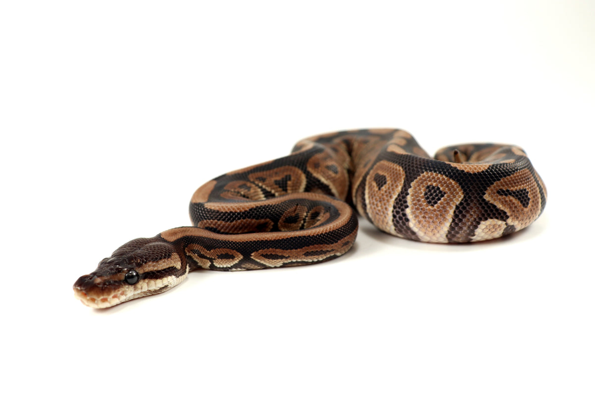 Cinnamon Phantom h. Desert Ghost Ball Python