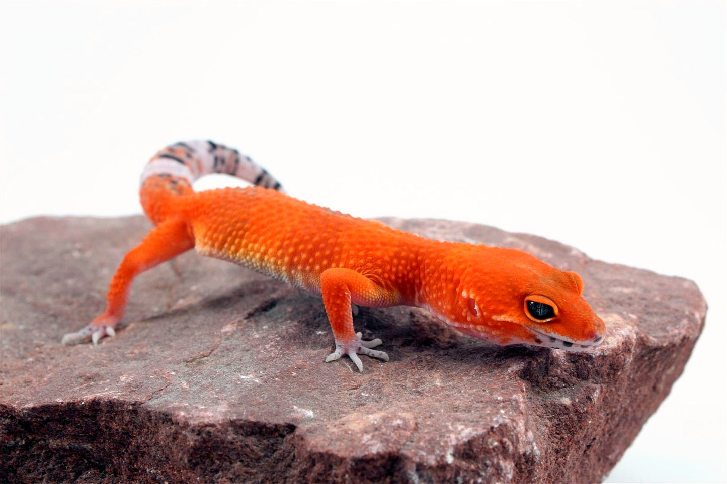 Tangerine Blood Mix Leopard Gecko All Reptiles