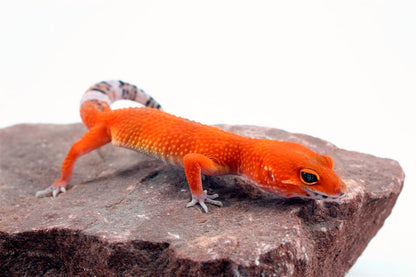 Tangerine Blood Mix Leopard Gecko All Reptiles