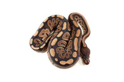 Cinnamon Phantom h. Desert Ghost Ball Python